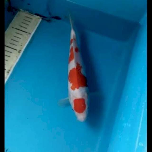 Kohaku 23cm