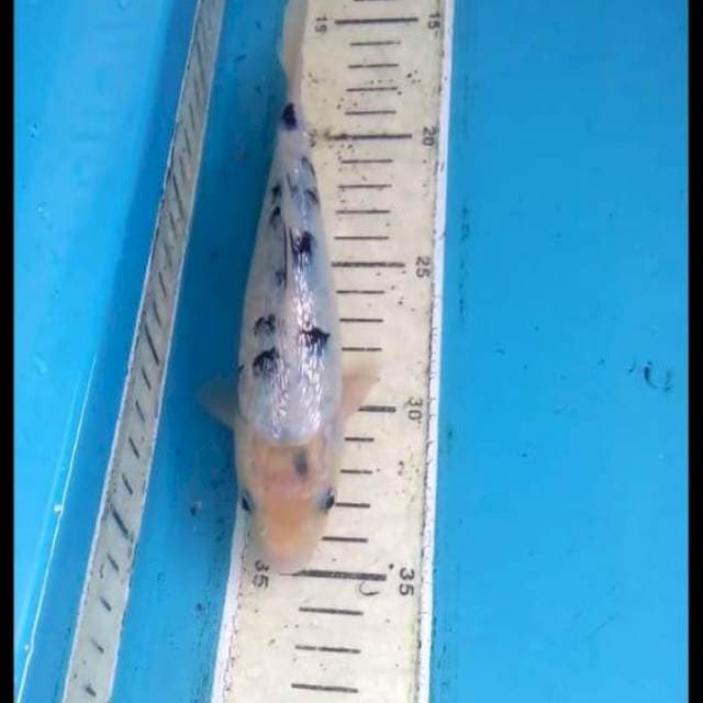 Ginrin Bekko 18cm