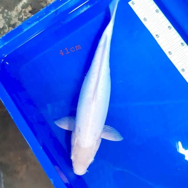 Shiromuji doit 41cm