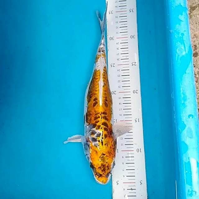 Kin kiko 32cm