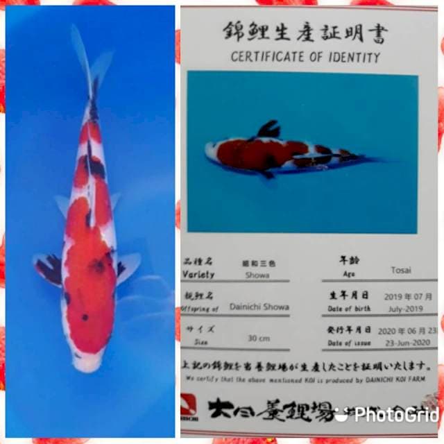 Dainichi Showa Inazuma calon tsubo sumi