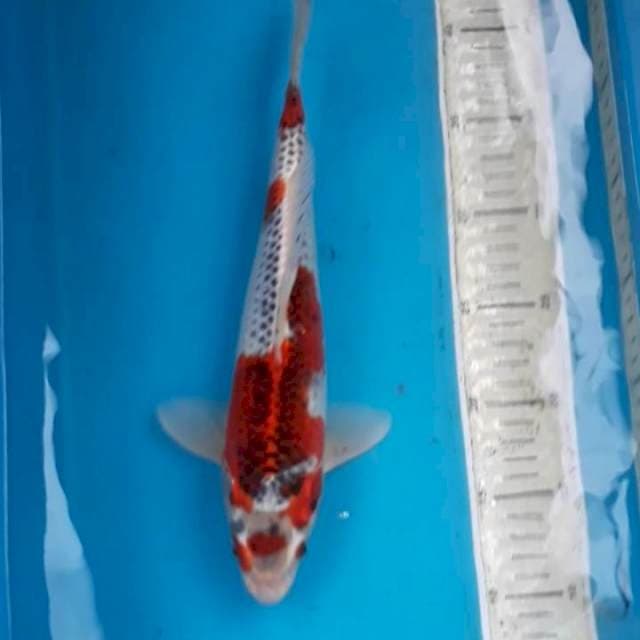 Ghosiki 32 cm Male