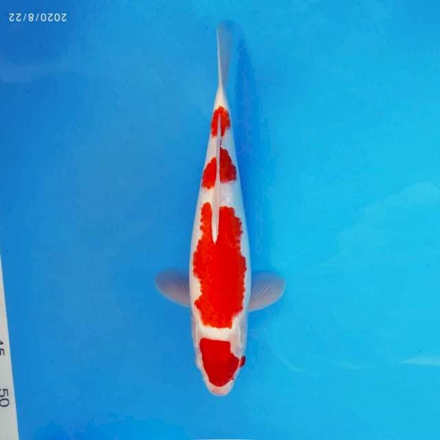 AKAGI 8 ~ KOHAKU 4 STEPS™