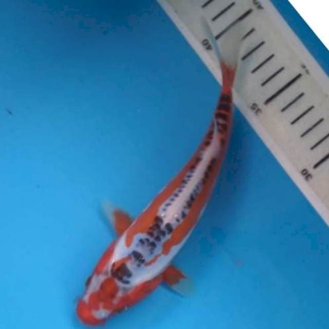 Baby shusui 20cm