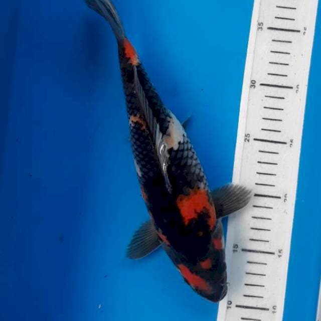 Showa 29cm