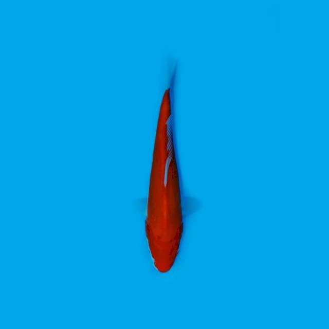 KOINS_BENIKUMON_21CM