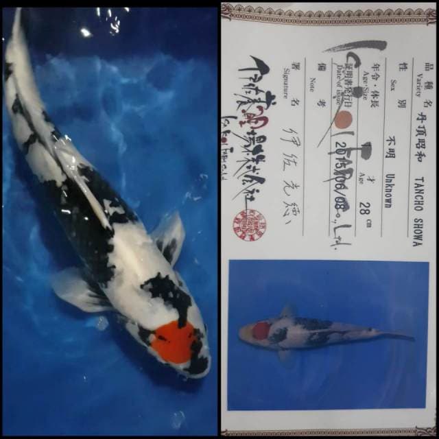 Thanco Showa Import Serti