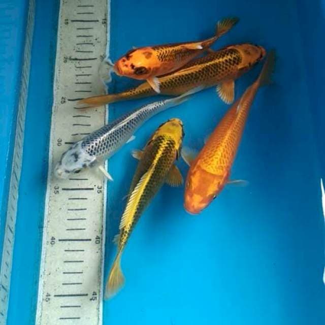Mix koi polosan 17-20cm 5ekor