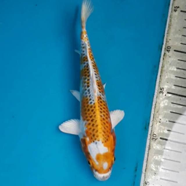 Hariwake 20cm