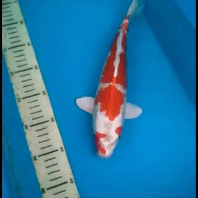 Kikusui 28cm