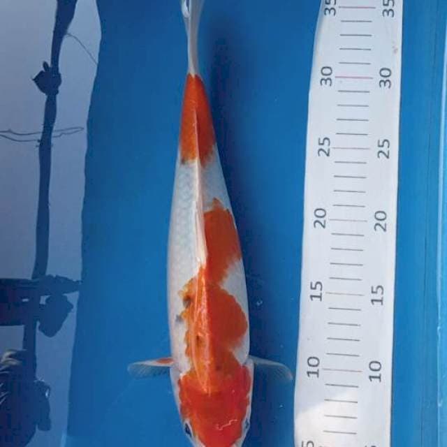 Kohaku sanke