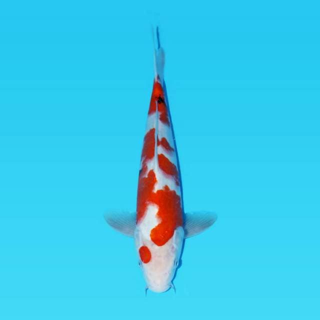 Showa bosu 33 cm male