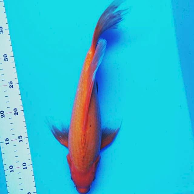 Kumpay matsuba 35cm male