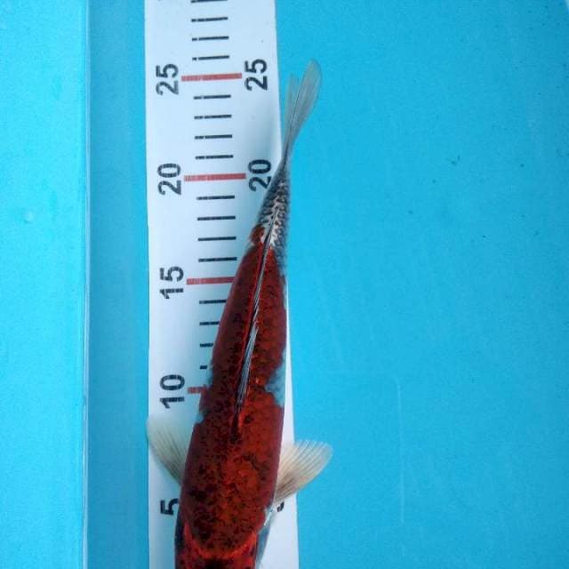 Jenis sesuai video, size 25 cm