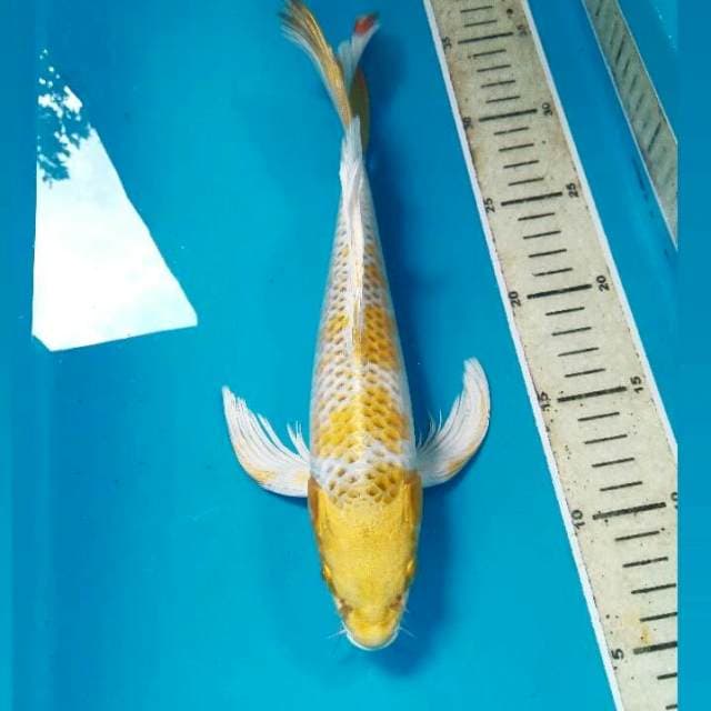 Hariwake Slayer, 30 cm