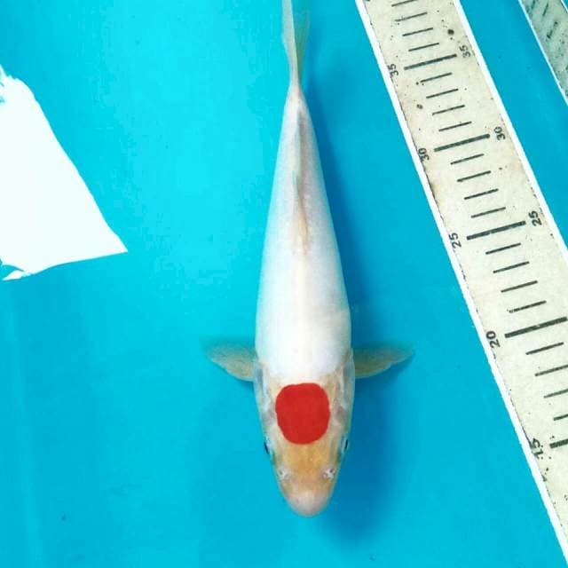 Tancho Doitsu, 25 cm