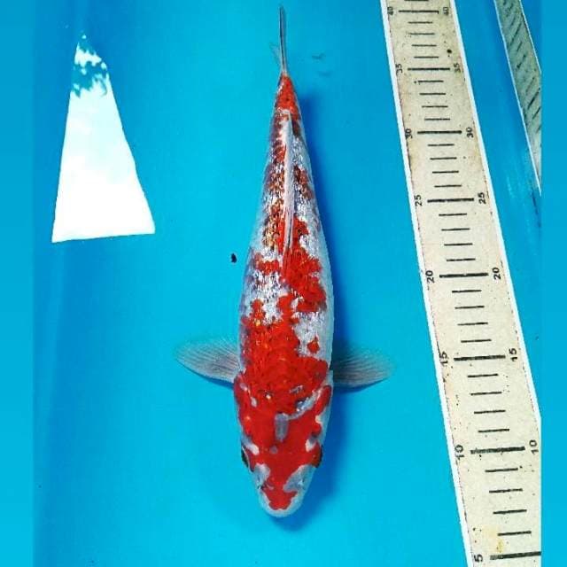 Ginrin Antiq, 29 cm