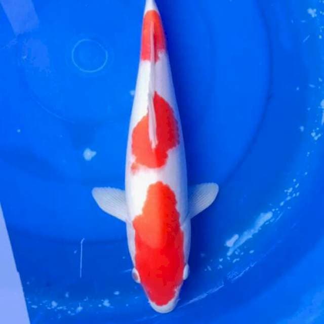 Kohako ori 39cm