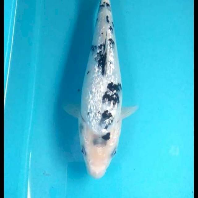 Bekko Ginrin 19cm