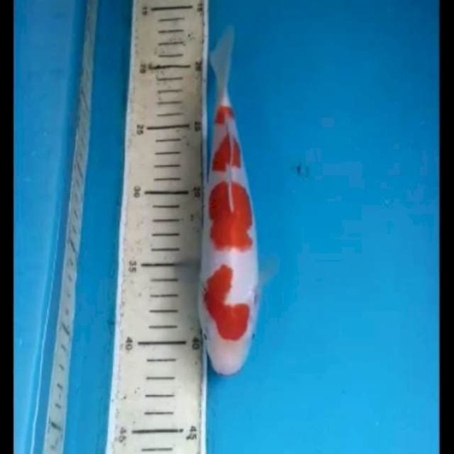 Kohaku 21cm