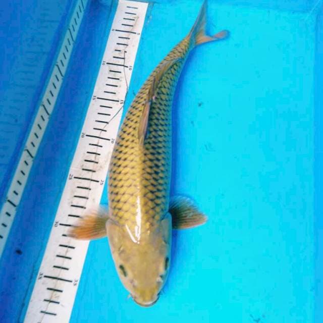 MIDORI PUNUK 37CM