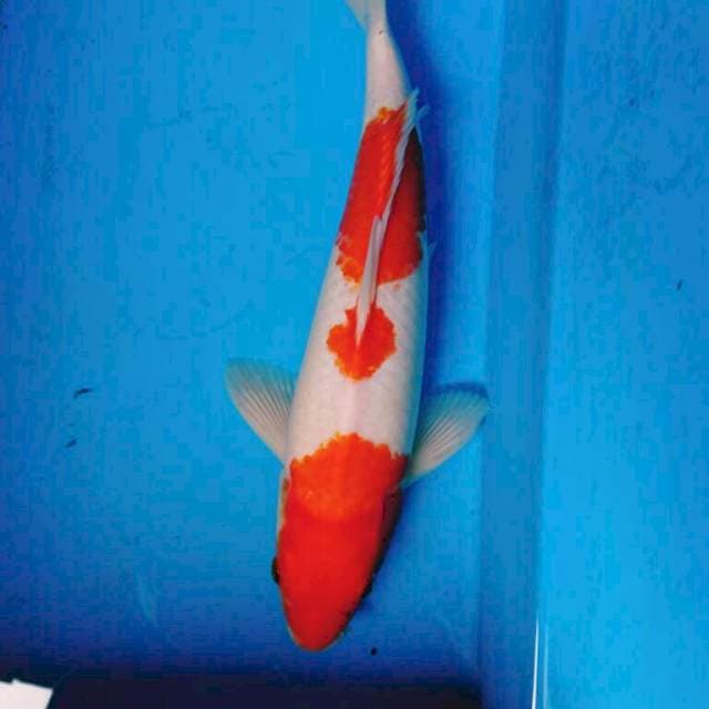 KOHAKU 3 STEP