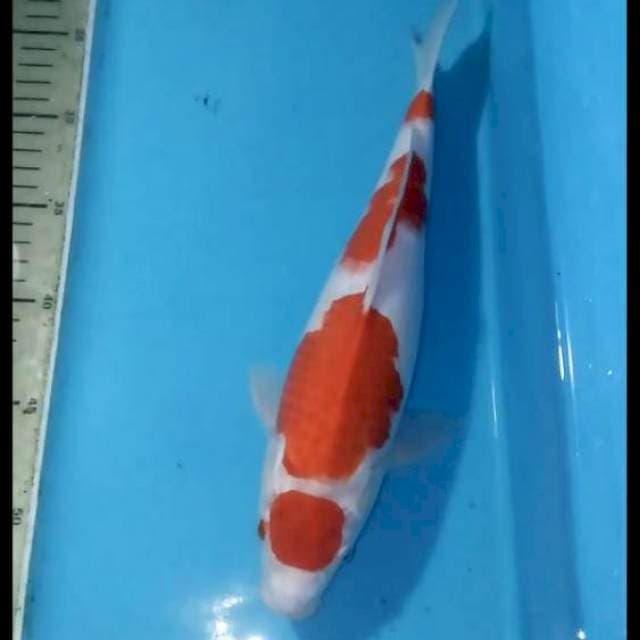 Kohaku 33cm