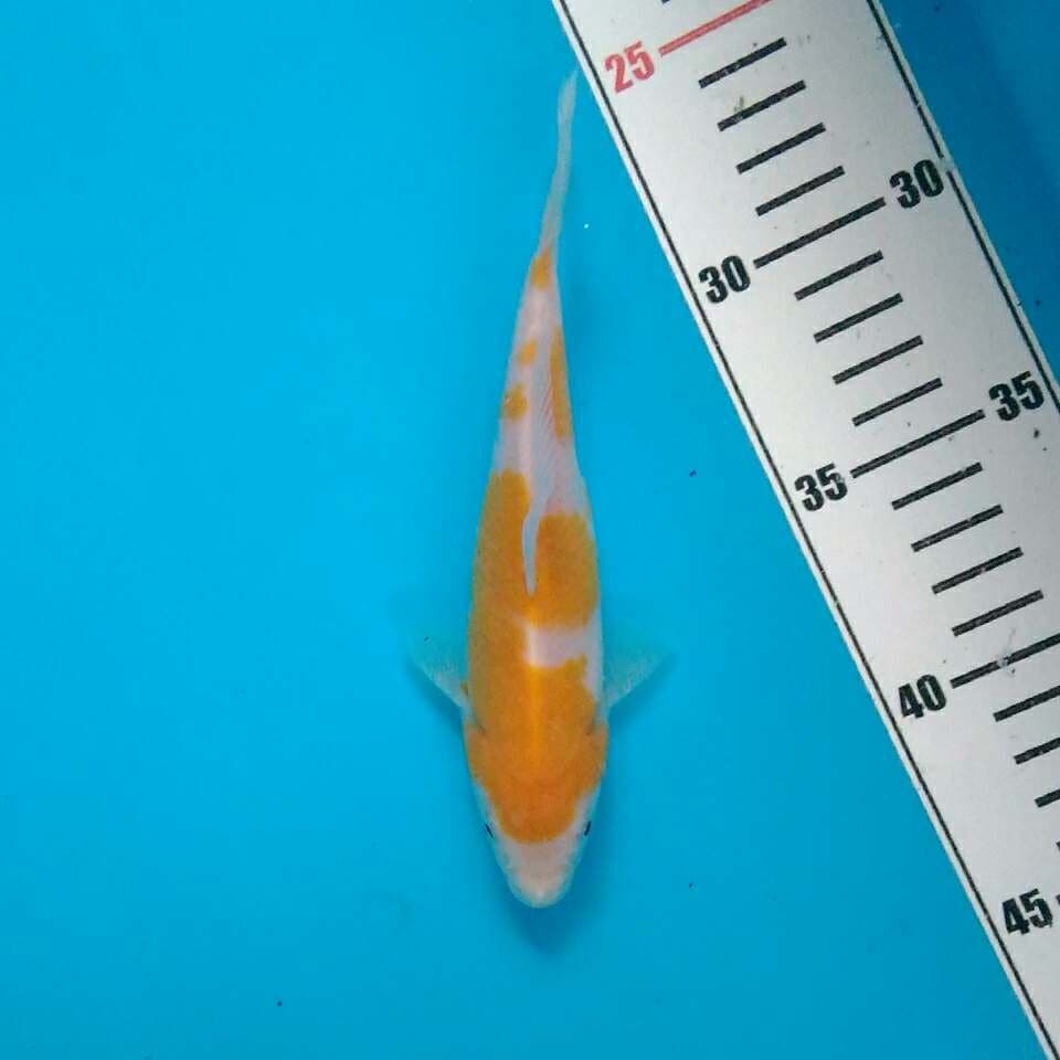 Yellow kohaku sisik 16 cm