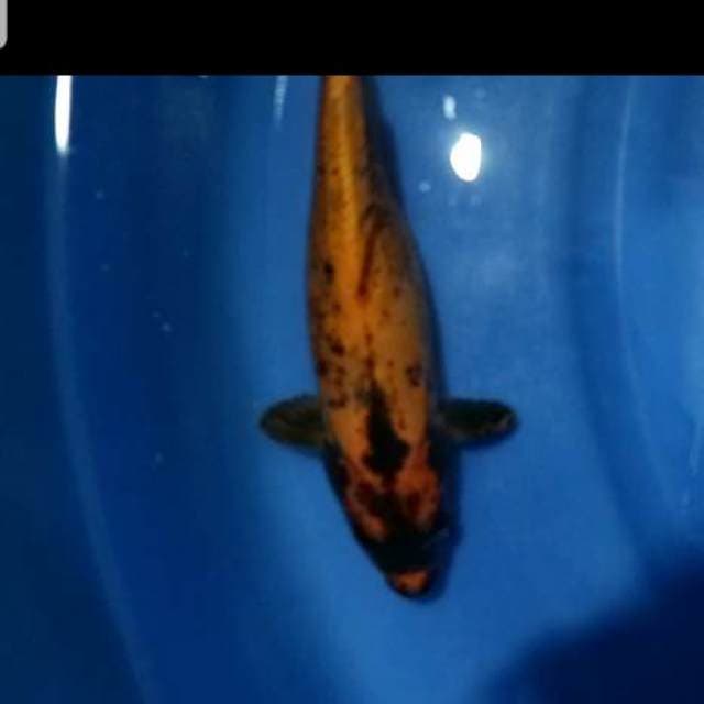 Kawarimono banana langka