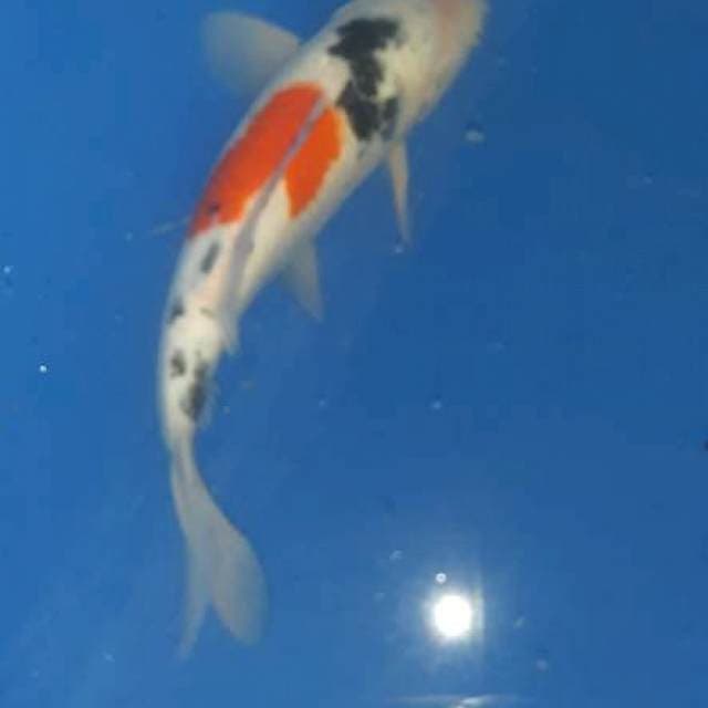Showa kindai sumi tajam 32cm