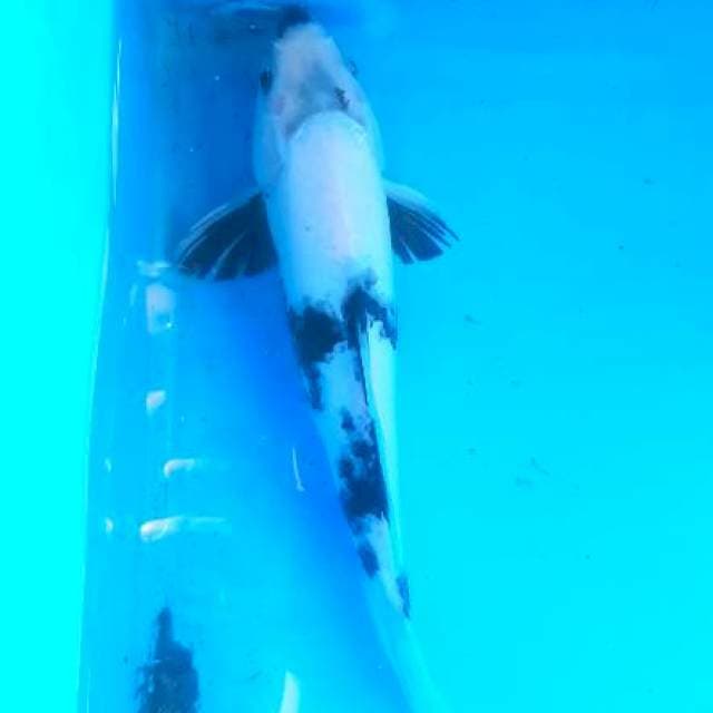 Shiro putih bersih,male 28cm