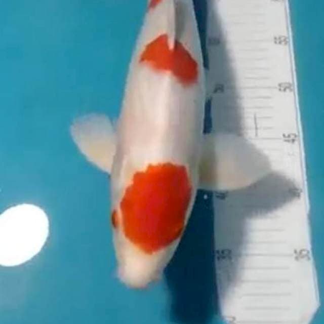 High quality maruten Kohaku 47cm jantan