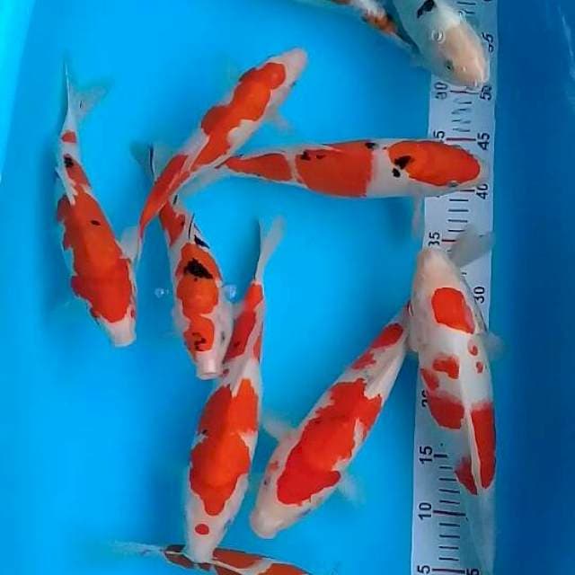 10 Ekor Mix Sanke, Kohaku, Kiko, beko