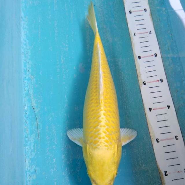 YAMABUKI OGON 31cm