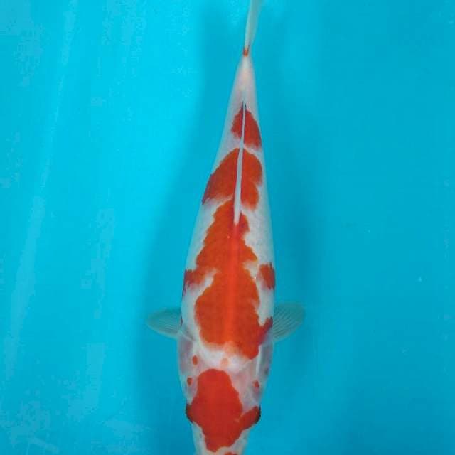 Kohaku 32cm