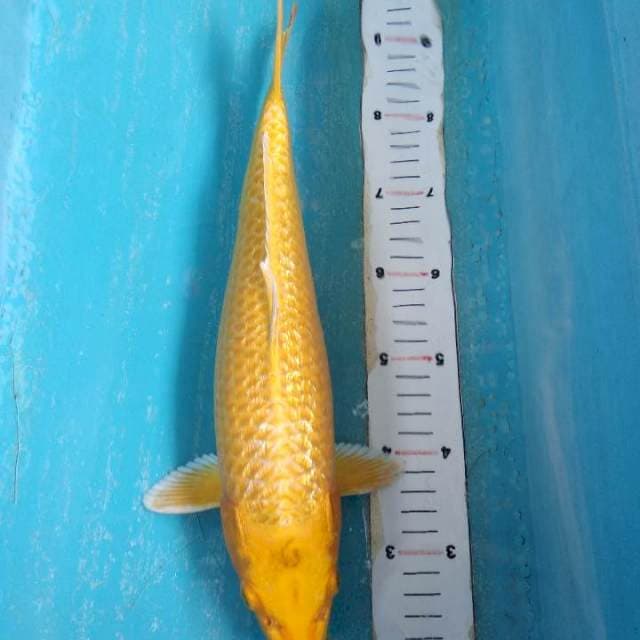 Yamabuki ogon ginrin 35cm