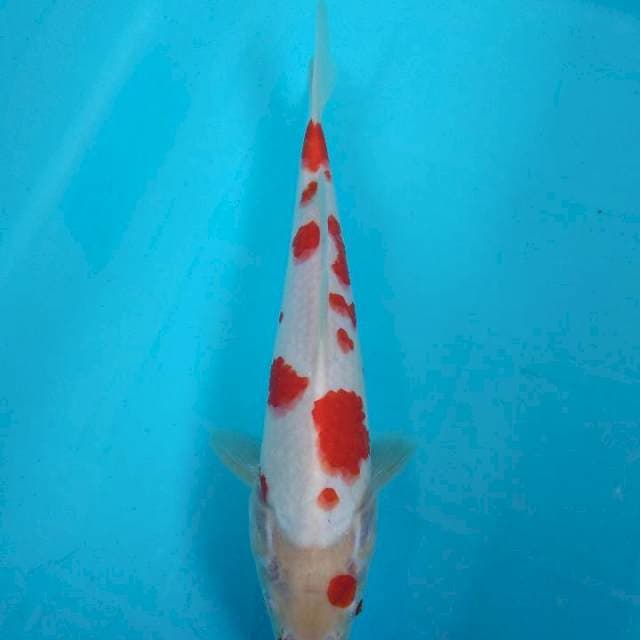 Sakura Kohaku 27cm