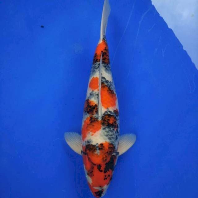 Showa
Size 62 cm
Female