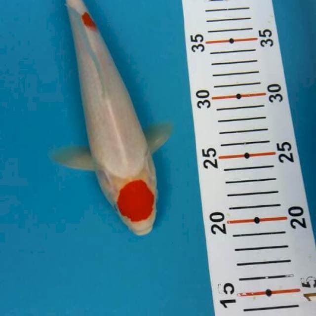 25.up tancho kohaku