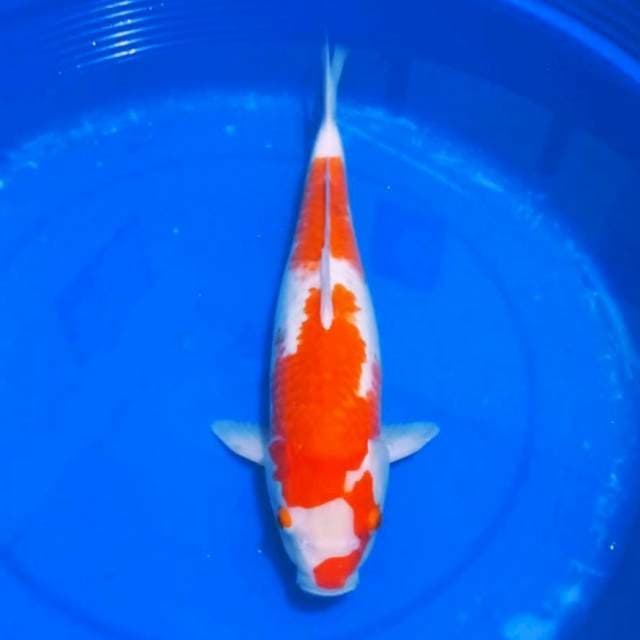 Kohaku red devil 46cm