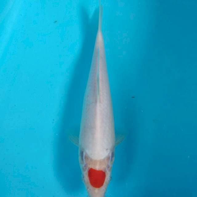 Tancho Kohaku 25cm