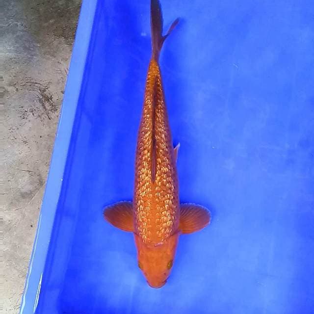 Tembaga Ginrin Super # 40cm