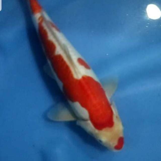 Kohaku Doitsu