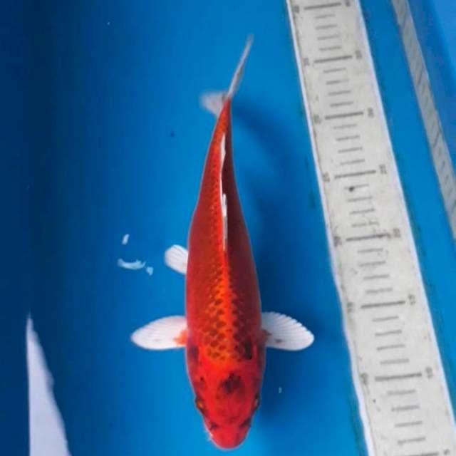 29 cm