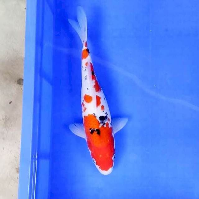 Taisho Shansoku # 31cm