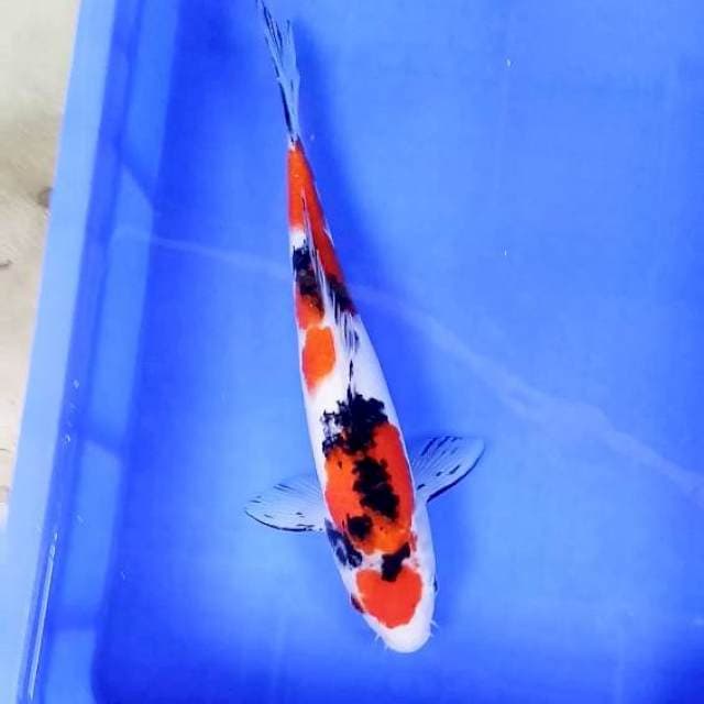 Maruten Sanke # 36cm