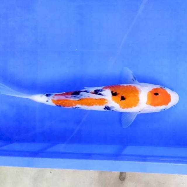 Maruten Sanke # 36cm