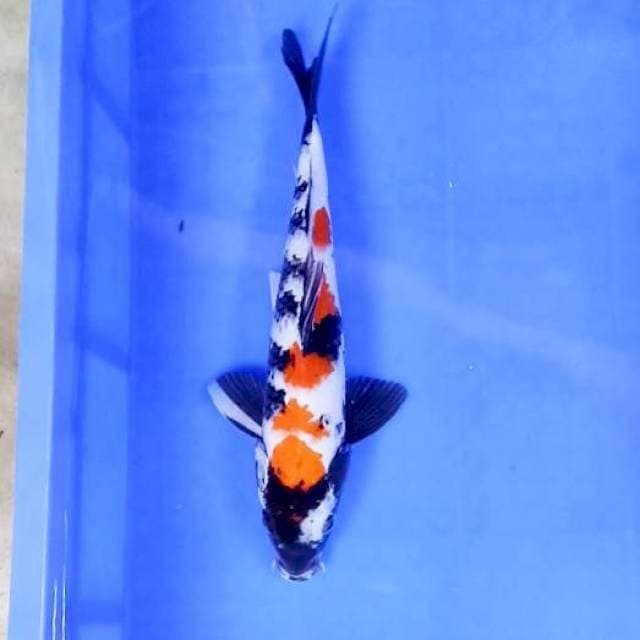 Kindai Showa # 33cm