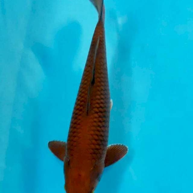 Chagoi tembaga male35 cm