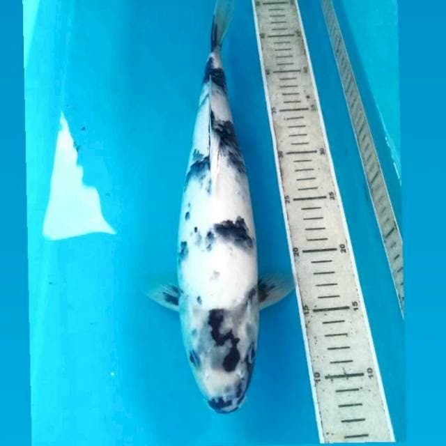 Shiro, 39 cm